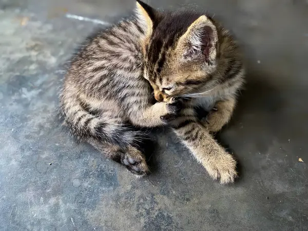 Ev ortamında dinlenen sevimli meraklı kedi yavrusunun yüksek açılı görüntüsü.