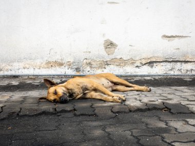Rahatça uyuyan ve dinlenen bir köpek..