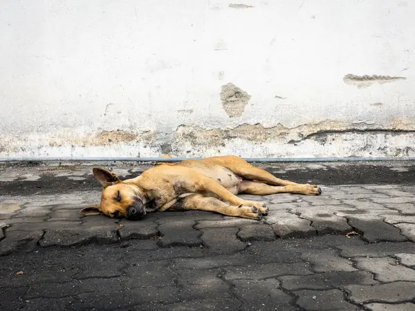 Rahatça uyuyan ve dinlenen bir köpek..