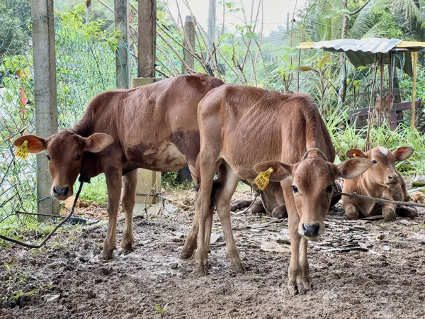 Felda Kerteh 3, Dungun, Terengganu 'daki çamurlu bir çiftlik bahçesinde dinlenen kahverengi bir buzağı..