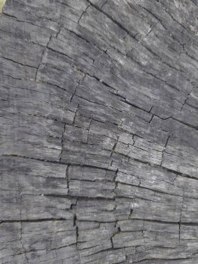 Sürüklenen bir odun parçasının yakın çekimi. Ahşap açık kahverengi renkte görünür çizgiler ve biraz pürüzlü bir dokudur..