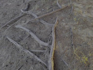 Yerdeki ağaç köklerine yakın çekim. Kökler kalın ve eğri büğrü. Toprak ve yosunlarla kaplı..
