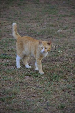 Turuncu ve beyaz bir kedi, çimenli bir arazide orta adımda yakalanır, doğrudan kameraya bakar ve tetikte bekler..