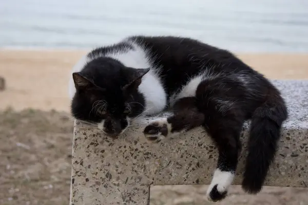 Stock image A black and white cat is peacefully lounging on a concrete bench with a serene beach and ocean in the background.