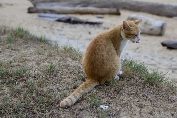 Canlı turuncu ve beyaz bir kedi çimenli bir sahilde oturur, kuyruğu çizgilerle süslenir. Kedi dudaklarını yalıyor, bir anlık bir bekleyiş ya da tatmin anı yakalıyor..