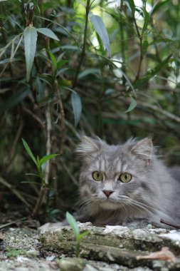 Sarı gözlü gri kedi, ağaçların arasından dışarı süzülüyor..