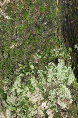 Yeşil yosun ve gri yosunlarla kaplı bir ağaç kabuğunun yakın çekimi doğal desenlerin güzelliğini resmediyor.