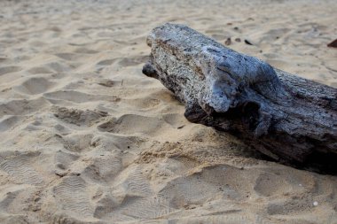 Kumlu bir kumsalda dinlenen yıpranmış bir ağaç kütüğünün yakın çekimi kum ve ahşap taneciklerin karmaşık dokularını sergiliyor. Doğa, sahil veya kıyı temalı görseller için idealdir..