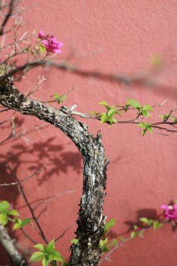 Taze yeşil yaprakları ve parlak pembe bougainvillea çiçekleri dokulu kırmızı bir duvara dayanan bükülmüş bir ağaç dalının yakın çekimi. Doğa, çiçek ve köy temalı projeler için mükemmel..