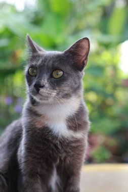 Gri ve beyaz bir kedinin, bulanık yeşil bir arka planla başını eğdiği yakın plan. Kedilerin meraklı ifadesi ve çekici duruşu bunu evcil hayvanlar, hayvanlar ve merak gibi konular için mükemmelleştirir..