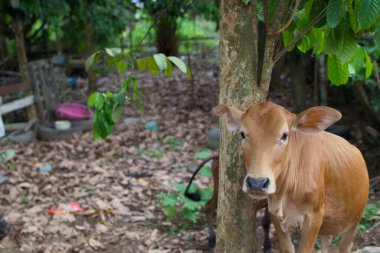 Kırsal bir çiftlik ortamında, bir ağacın yanında duran genç, kahverengi bir inek doğal bir yeşillik ve dağınık yapraklara sahip. Tarımsal ve hayvansal temalı görseller için mükemmel..