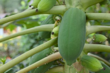 Ağaçta yetişen olgunlaşmamış yeşil papaya meyvelerinin detaylı görüntüleri tropikal meyvelerin doğal güzelliğini ve büyüme evrelerini gözler önüne seriyor. Tarım ve botanik temalar için ideal.