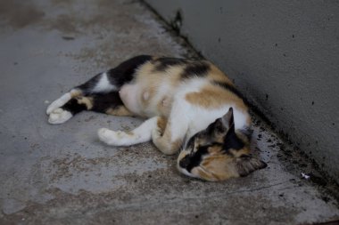 Siyah, beyaz ve turuncu kürklü gevşek bir kedi beton zeminde bir duvarın yanında yatıyor..