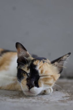 Beton bir yüzeye bakan gözleri kapalı bir sokak kedisine yakından bakın..