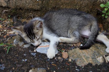 Küçük bir kedinin sevimli yakın çekimi huzur içinde kayalık zeminde kestiriyor.. 