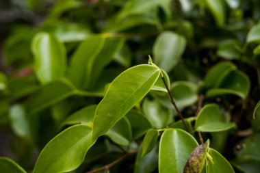 Taze yaprakları kapatın. Ficus benjaminais, Moraceae familyasından Asya ve Avustralya 'ya özgü bir bitki türü..