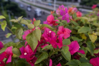 Güzel bougainvillea glabra Sudirman caddesinde yaya köprüsünde, Jakarta