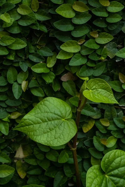 Güzel Yeşil Gaydacı Betle Yaprağı Dokusu Arka Planda Tırmanan Incir — Stok fotoğraf