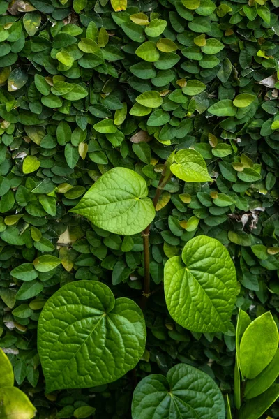 关闭美丽的绿色风笛 改善叶质感和攀爬无花果的背景 风笛贝叶或多恩西里叶 可用于医药目的 — 图库照片