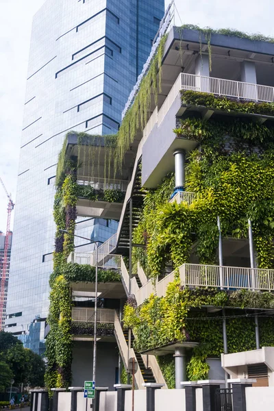 stock image Wall of building covered with green plant