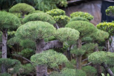 Çiftçi pazarında satılacak güzel yeşil bonsai bitkisi. arkaplan için iyi