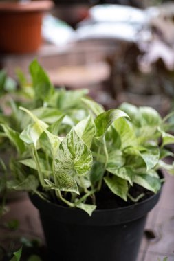 Şeytani Sarmaşık, sık sık altın, beyaz veya sarı çeşitliliğe sahip, parlak, kalp şeklinde yaprakları olan tropikal bir sarmaşıktır. Yetiştirilmesi en kolay bitkilerden biridir.