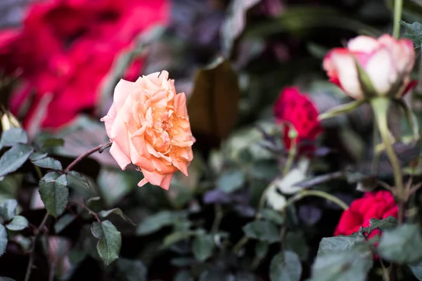 Ροζ Ρόζα Βιολέτα Carson Είναι Ένα Είδος Τριαντάφυλλου Λουλούδι Όμορφη — Φωτογραφία Αρχείου