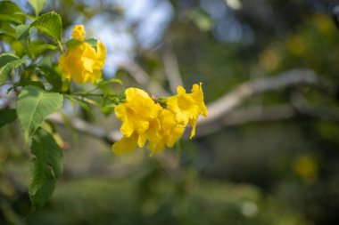 Çiçek açan sarı çan, sarı ihtiyar, trompet sarmaşığı. Fotoğrafı kapat.