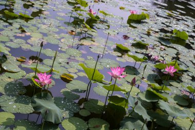Bogor Botanik Bahçesi 'ndeki yaz havuzunda çiçek açan nelumbo nucifera