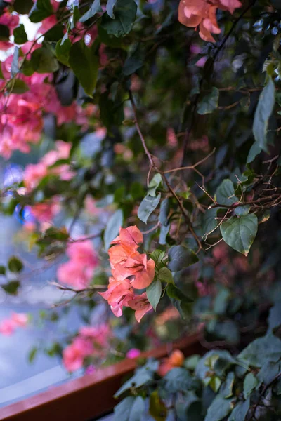 Leuchtend Orangefarbene Bougainvillea Blüten Unklarer Hintergrund — Stockfoto