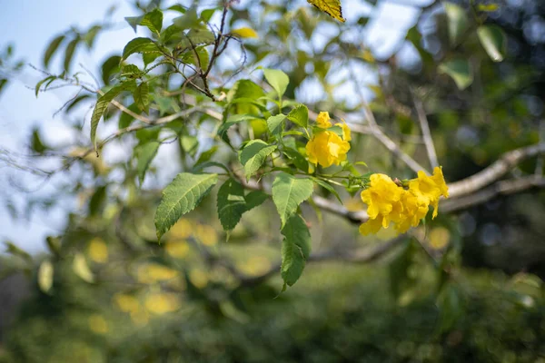 Çiçek Açan Sarı Çan Sarı Ihtiyar Trompet Sarmaşığı Fotoğrafı Kapat — Stok fotoğraf