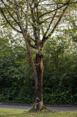 Parkta yeşil yapraklı ağaç mavi gökyüzü arka planında
