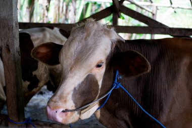 İnekler ve sığırlar Kurban Bayramı 'nda kurban edilmeye hazırdır. Fotoğrafı Kapat