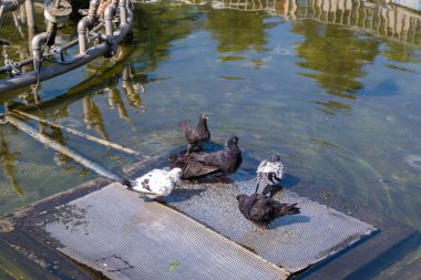 Alun Alun Malang 'da güvercinler, Doğu Java