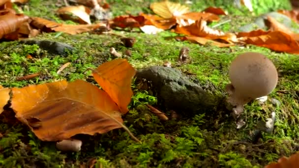 Mantarlar Yeşil Yosun Ile Kaplanır Sonbahar Mevsimi Sarı Yapraklar — Stok video
