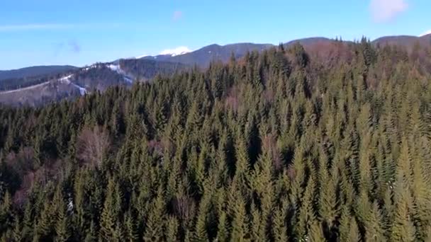 Vista Aérea Estância Esqui Montanhas Cobertas Com Pinheiros Floresta Cópia — Vídeo de Stock