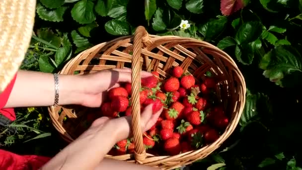 Aardbeien Verzamelen Close Vrouw Hand Zetten Bessen Mand — Stockvideo
