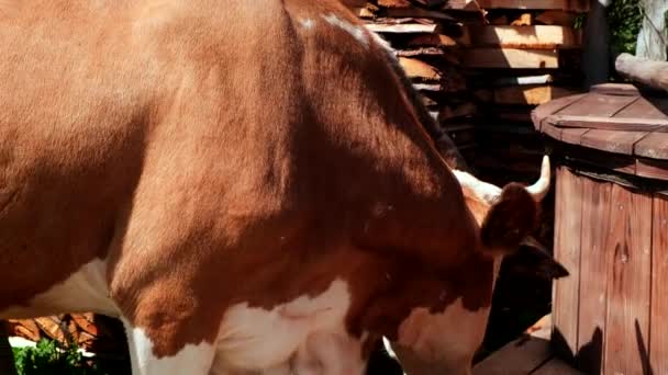 Brązowa Krowa Pastwisku Blisko Słoneczny Dzień — Wideo stockowe