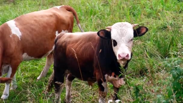 Zbliżenie Dwóch Krów Polu Rolniczym Spacerujących Jedzących Trawę — Wideo stockowe