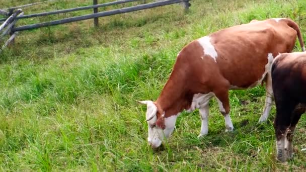 Zbliżenie Dwóch Krów Polu Rolniczym Spacerujących Jedzących Trawę — Wideo stockowe