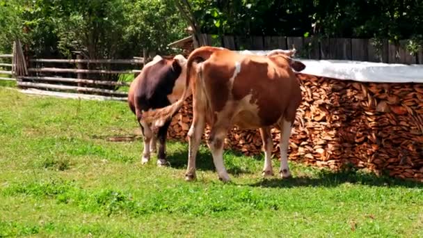 Güneşli Bir Yaz Gününde Çiftlikte Bir Çift Kahverengi Inek — Stok video