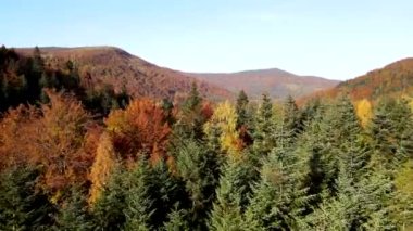 Karpat Dağları 'ndaki sonbahar ormanı manzarası kopyalama alanı