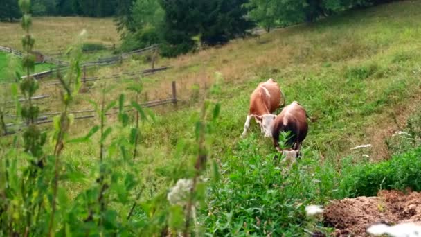 Wandernde Kühe Fressen Sommer Gras Auf Einem Bauernhof — Stockvideo