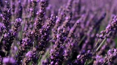 lavender flowers with bees close up summer time