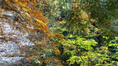 Sonbahar ormanlarındaki şelale manzarası Karpat Dağları