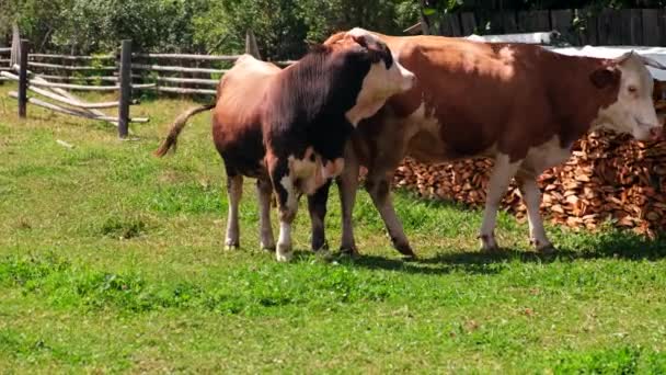 Twee Bruine Koeien Grazen Een Landbouwgrond Zonnige Zomerdag — Stockvideo