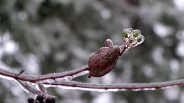 Κλαδιά Δέντρων Καλυμμένα Πάγο Μετά Από Παγωμένη Καταιγίδα Κοντά — Αρχείο Βίντεο