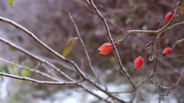 Κλαδιά Δέντρων Καλυμμένα Πάγο Μετά Από Παγωμένη Καταιγίδα Κοντά — Αρχείο Βίντεο