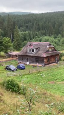 Yazın çiftlikte koşuşturan kazlar