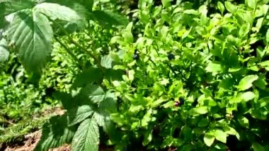 Dağlardaki çalıların üzerindeki dut Ukrayna Karpatyasını kapatır.